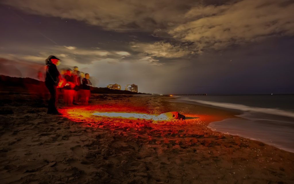 a group of people stand on a dark beach with red flashlight illuminating a sea turtle crawling toward the ocean