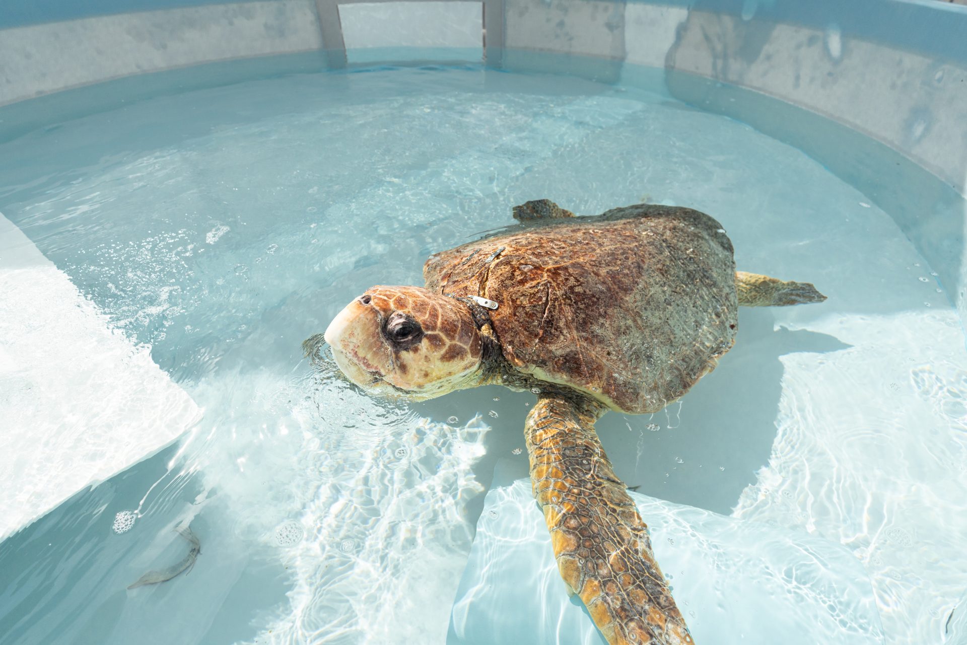 Loggerhead Marinelife Center - Ocean & Sea Turtle Conservation in Juno ...