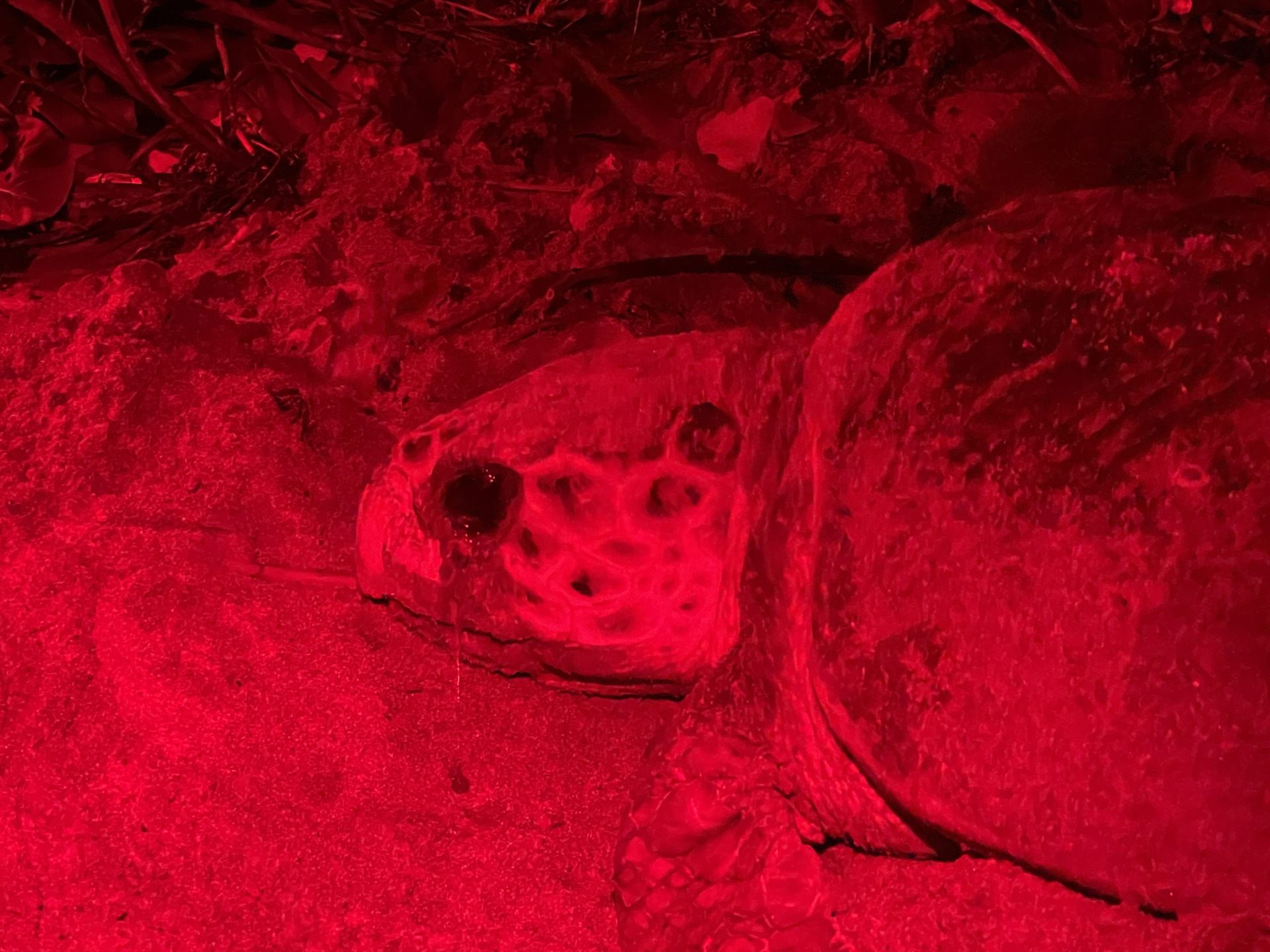 Loggerhead Nesting