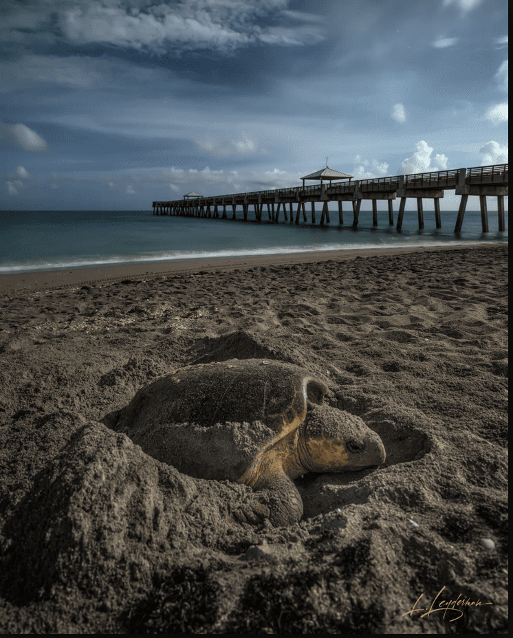 MOSAIC 2026 - Loggerhead Marinelife Center