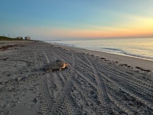 a sea turtle crawls toward the ocean on a sandy beach at sunrise