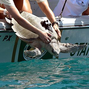 Burt Reynolds, an rlive ridley was released off Key West on August 16, 2017. It was rehabilitated at Loggerhead Marinelife Center in Juno Beach, Florida.