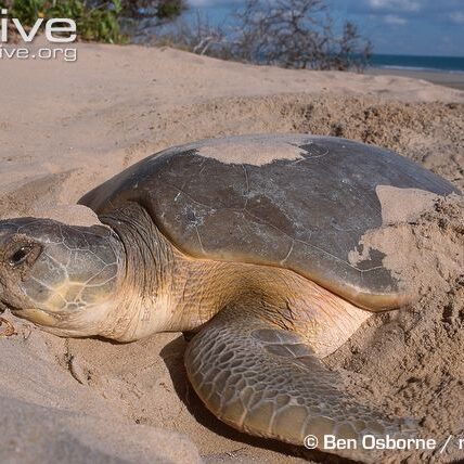 Female-flatback-turtle-digging-nest-circle-8ee293742782bce8f71623e3e9a16d7c-608c1e68e44f1