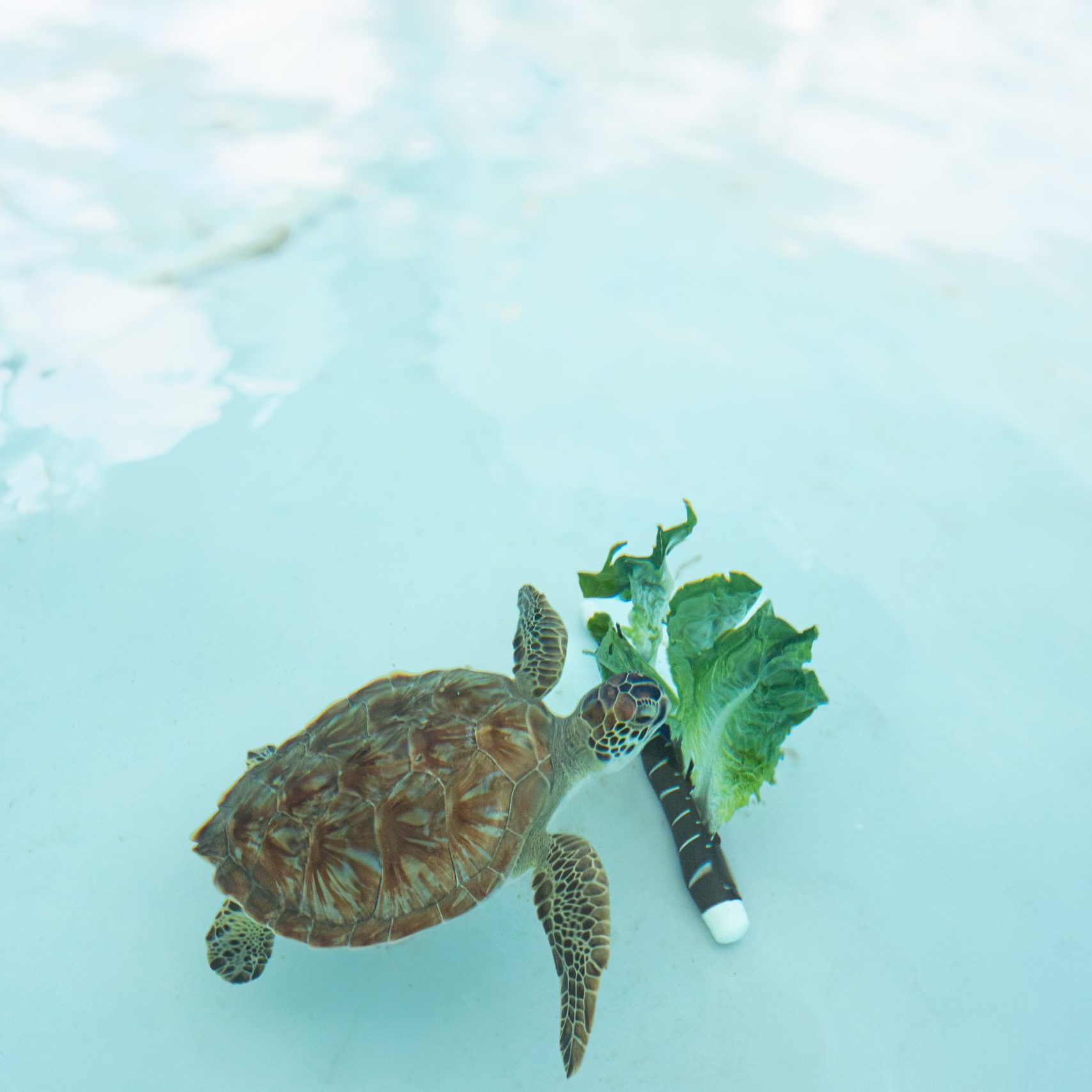 Lemonreleased 1 20 25 loggerhead marinelife center