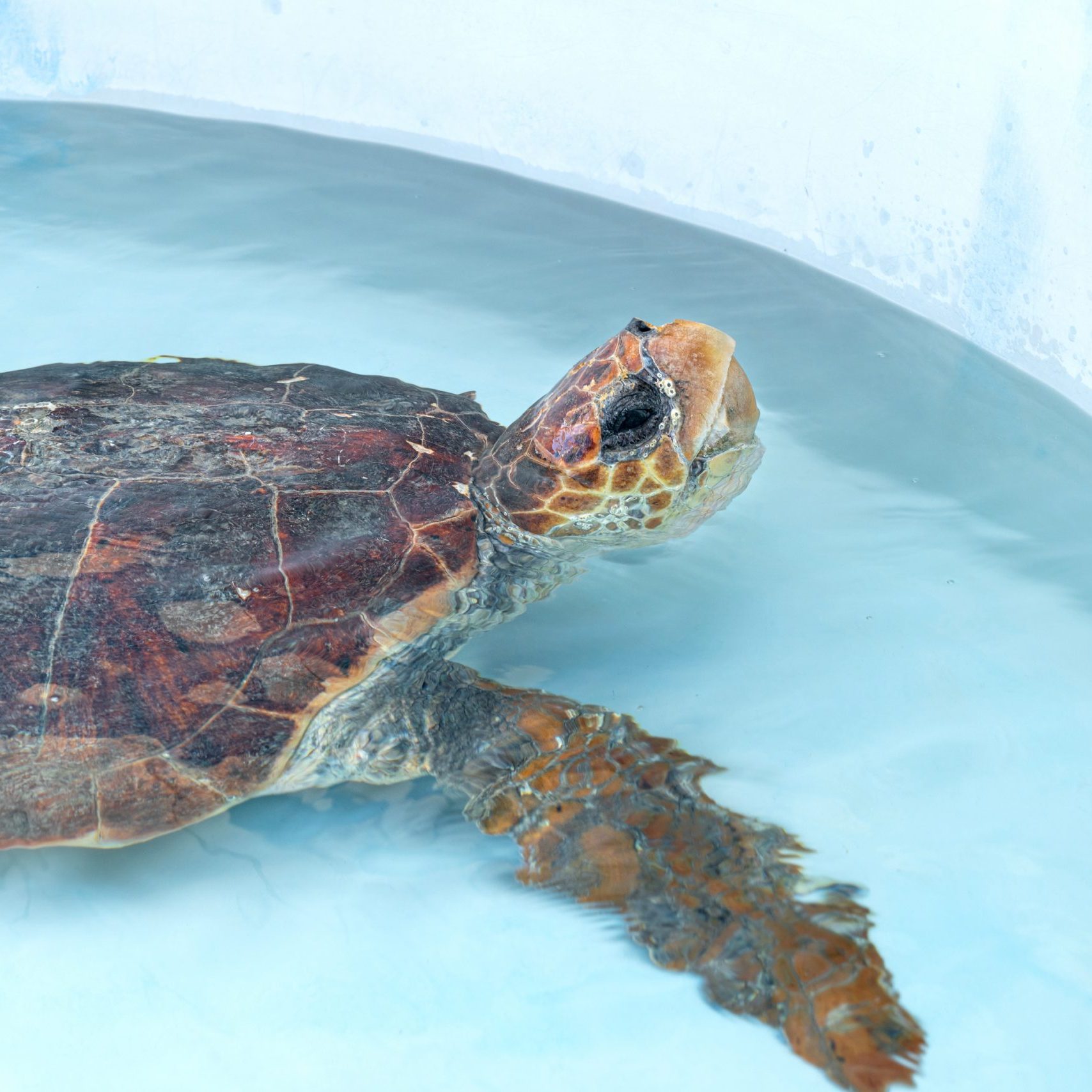 Shelly Potter - Loggerhead Marinelife Center