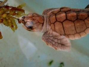 baby-turtles-spotted-during-a-Sea-Turtle-Hatchling-Release-in-Florida