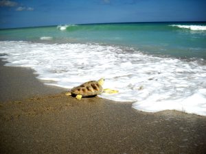 exciting-Sea-Turtle-Nesting-Season-in-Florida