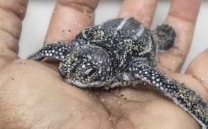 holding-a-baby-turtle-during-a-Florida-Marine-Life-Tour