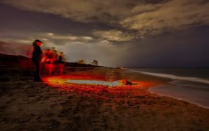 a group of people stand on a dark beach with red flashlight illuminating a sea turtle crawling toward the ocean