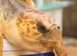 patient of a Sea Turtle Hostpital in Florida