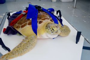seen during a Family-Friendly Sea Turtle Experience