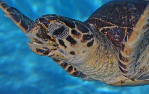 visit-the-sea-turtle-hospital-in-Florida