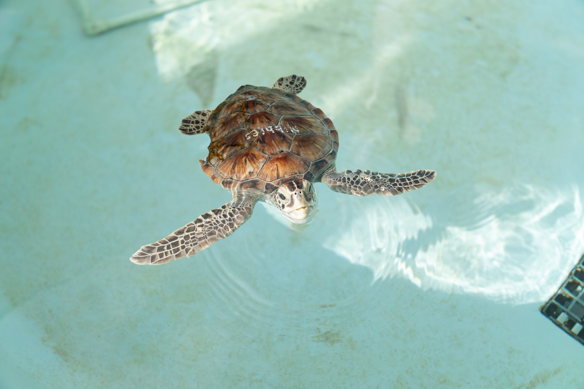 Patients - Loggerhead Marinelife Center