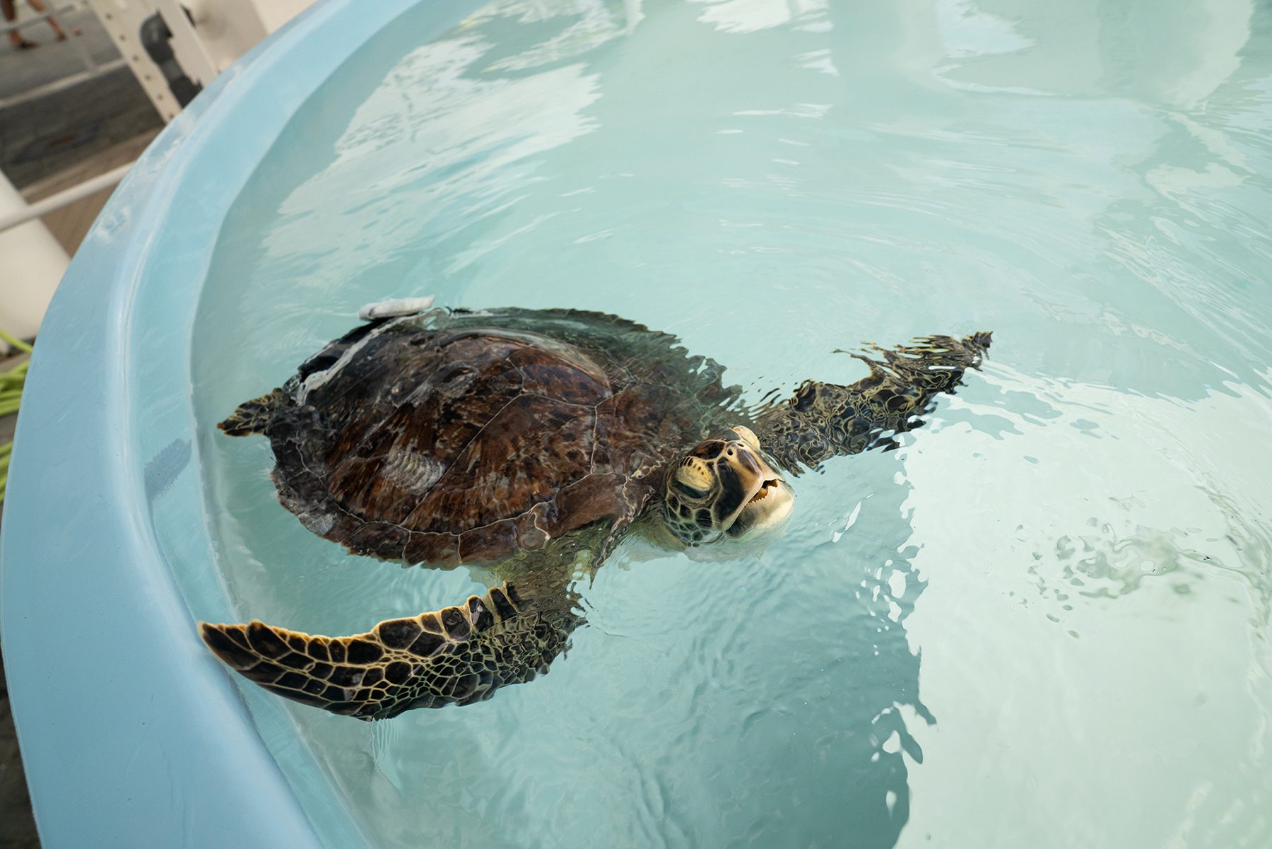 FryeReleased: 11-13-24 - Loggerhead Marinelife Center