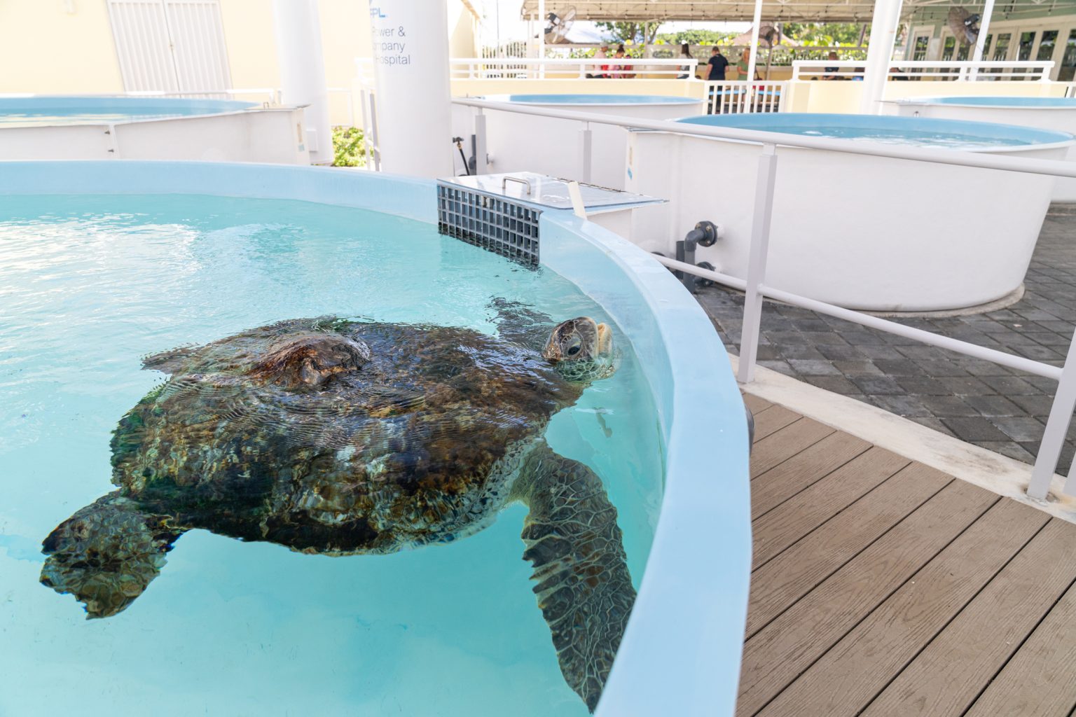 Loggerhead Marinelife Center - Ocean & Sea Turtle Conservation in Juno ...