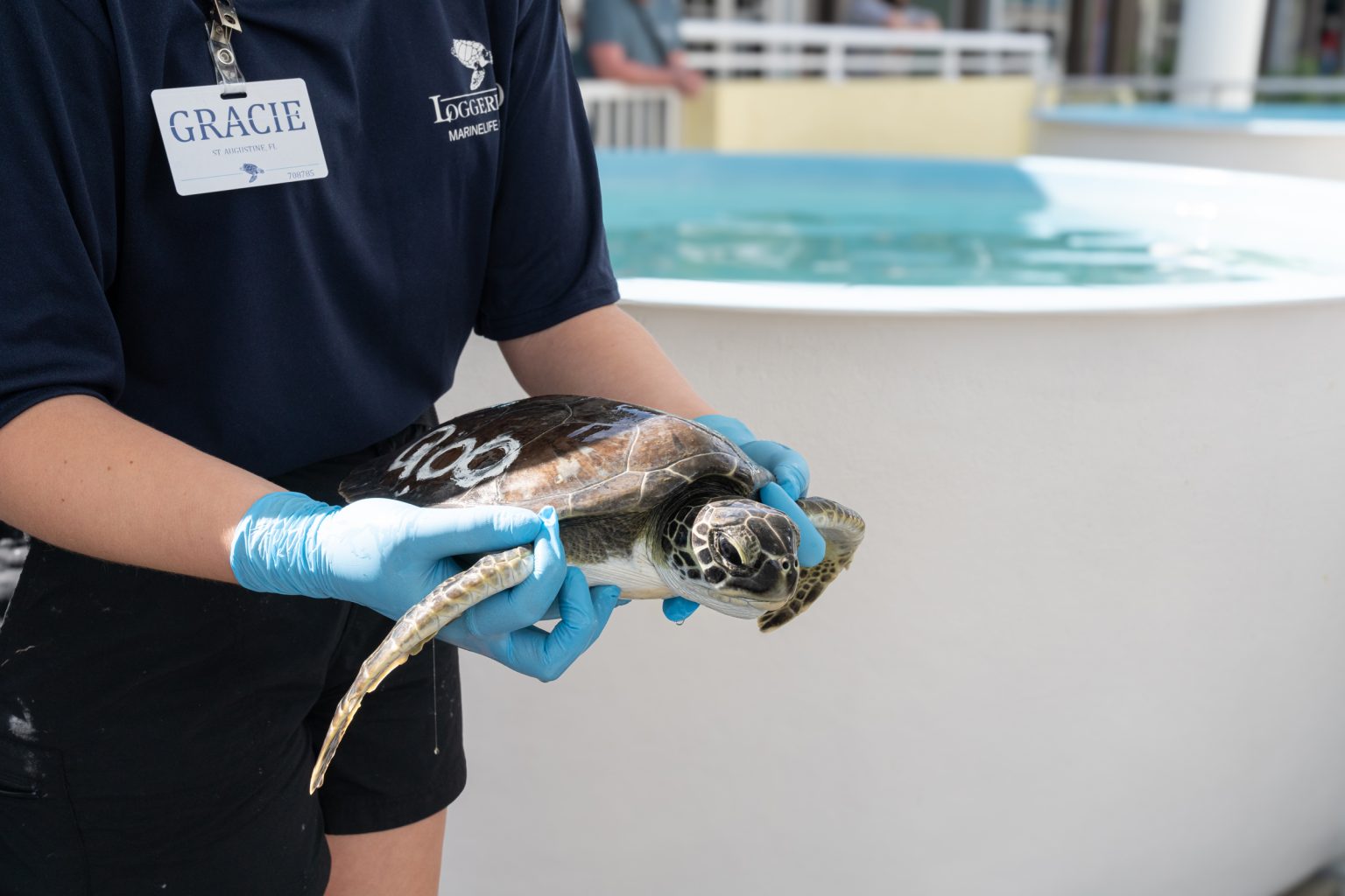 Loggerhead Marinelife Center - Ocean & Sea Turtle Conservation in Juno ...