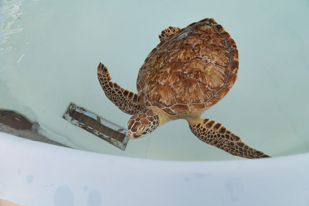 SeverusReleased: 12-5-24 - Loggerhead Marinelife Center