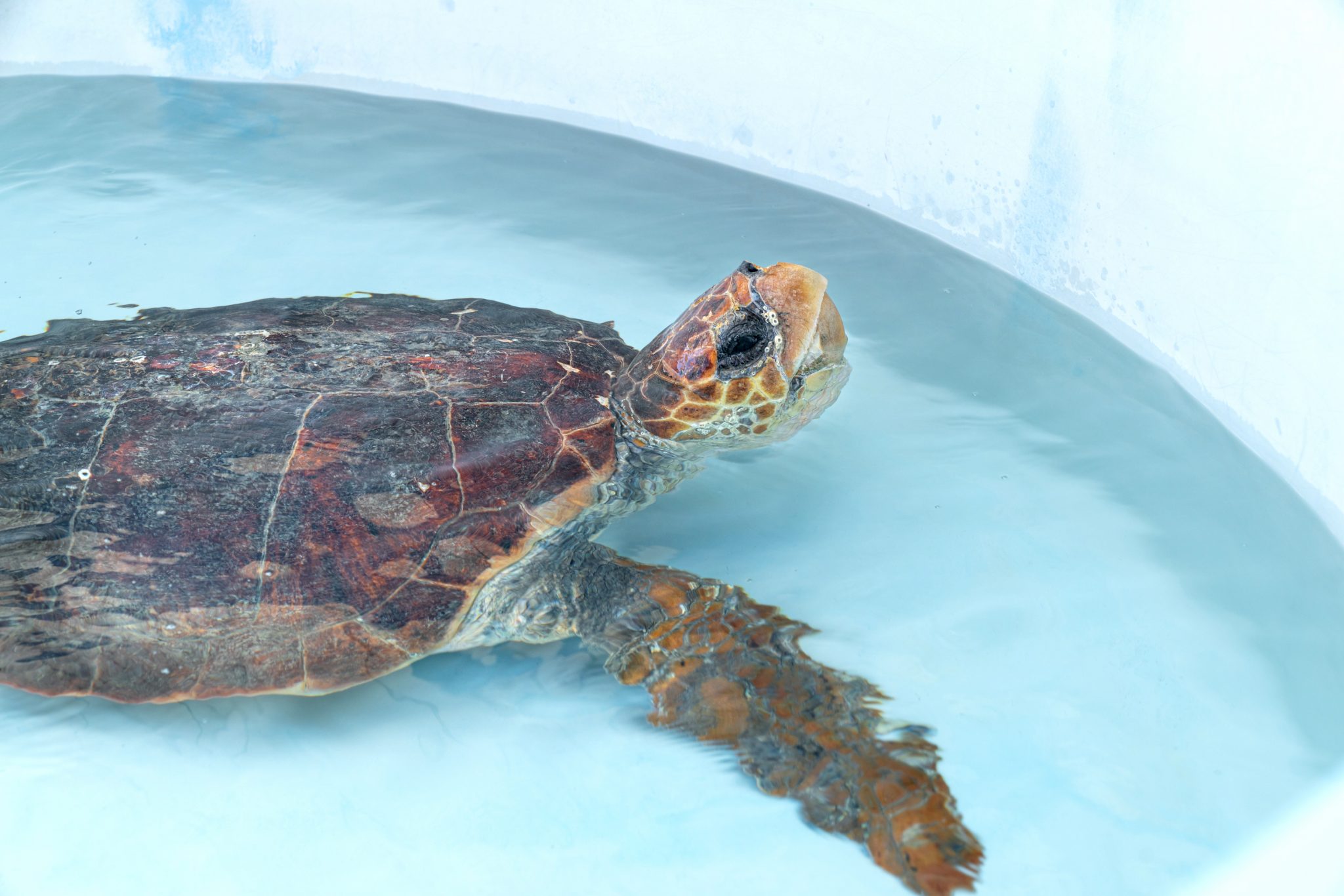 Loggerhead Marinelife Center - Ocean & Sea Turtle Conservation in Juno ...