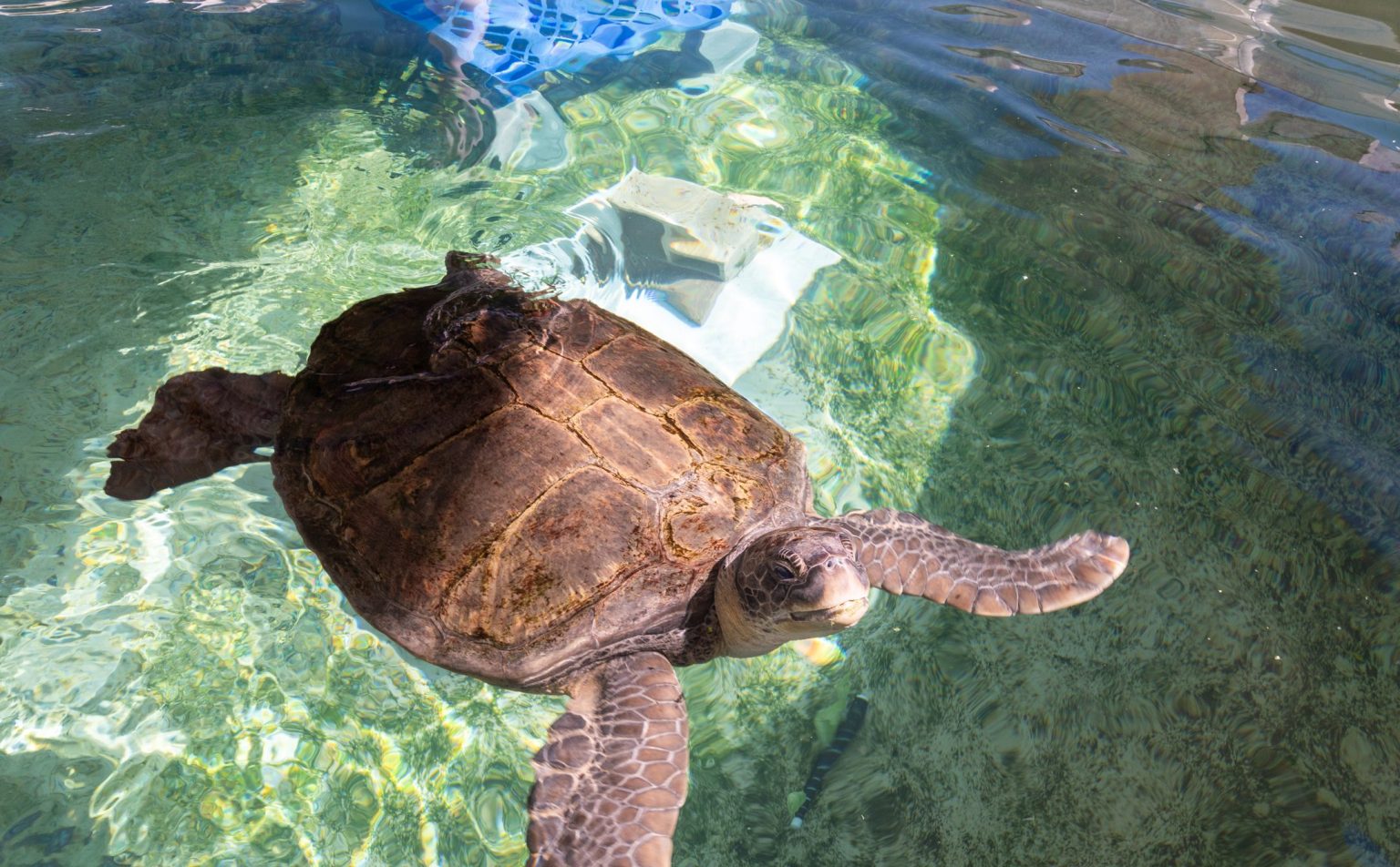 Loggerhead Marinelife Center - Ocean & Sea Turtle Conservation in Juno ...